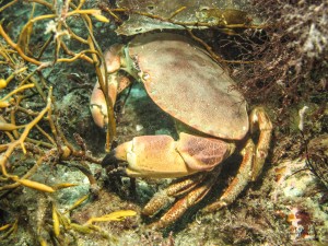 Krabbe Krølle